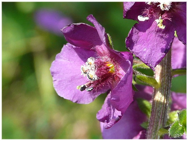 Verbascum phoeniceum / Verbasco porporino